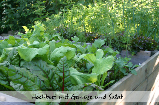 hochbeet03