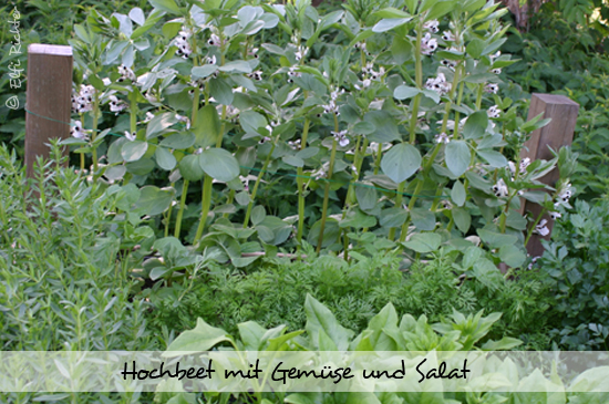 hochbeet06